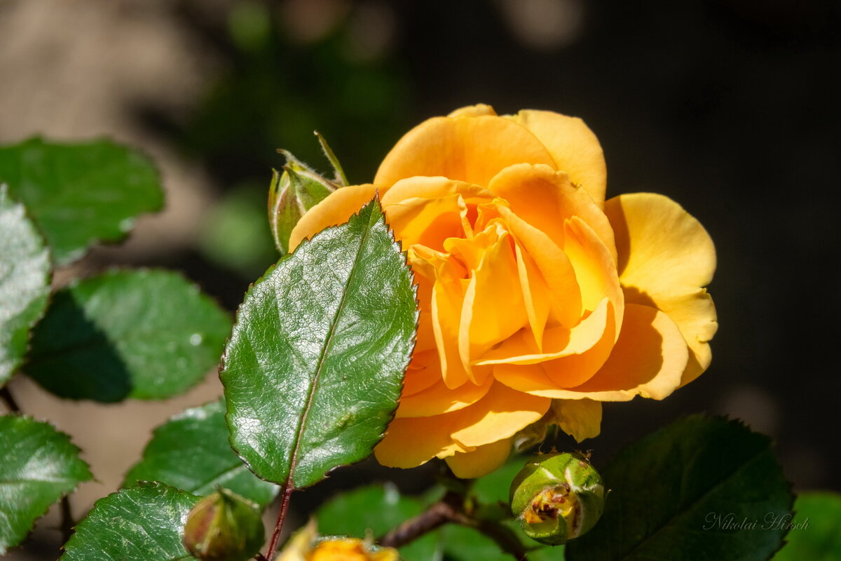 Было так жарко... - Николай Гирш