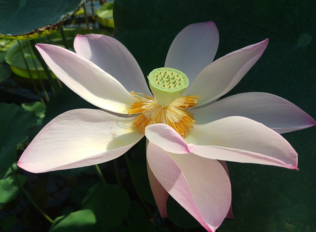 Утренний лотос...... - Юрий Цыплятников