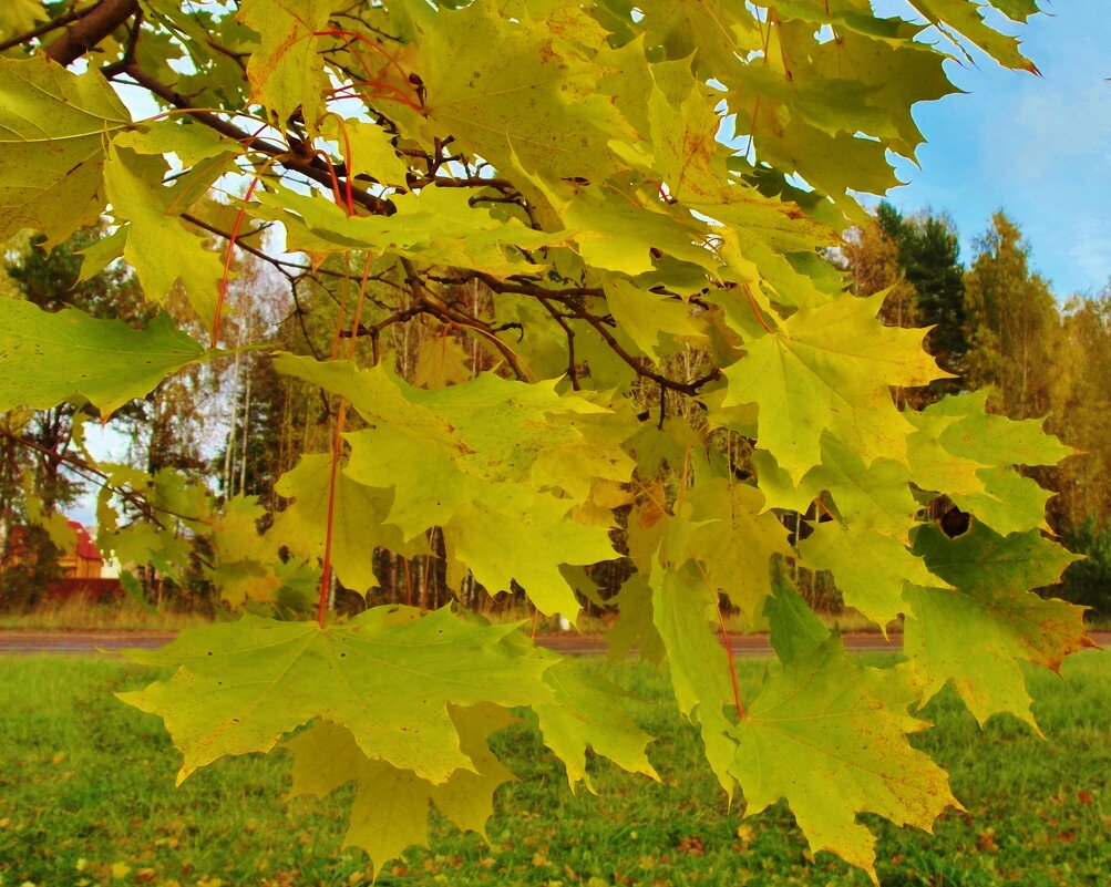 клен - Владимир 