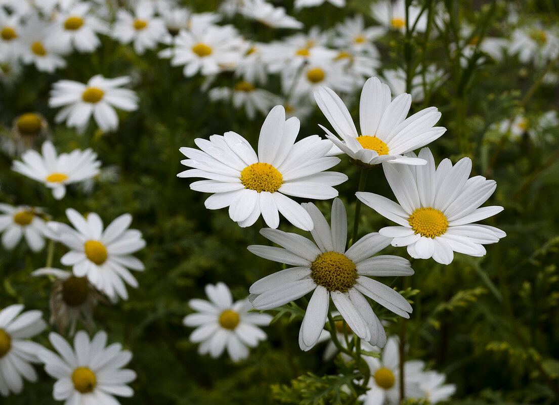 Ромашки - Регина 