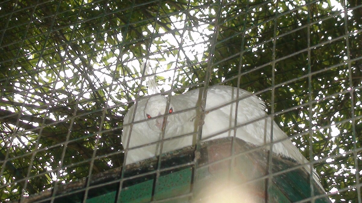 белый павлин - fogmeadowww m