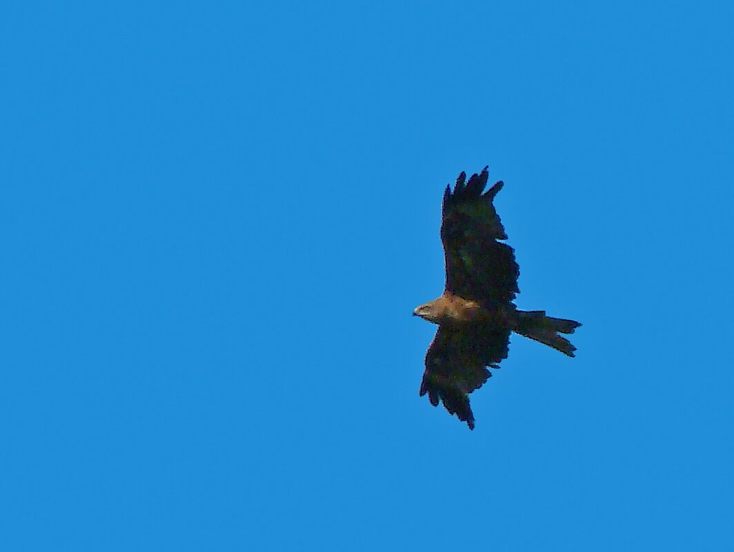 черный коршун - gawrilа - dan