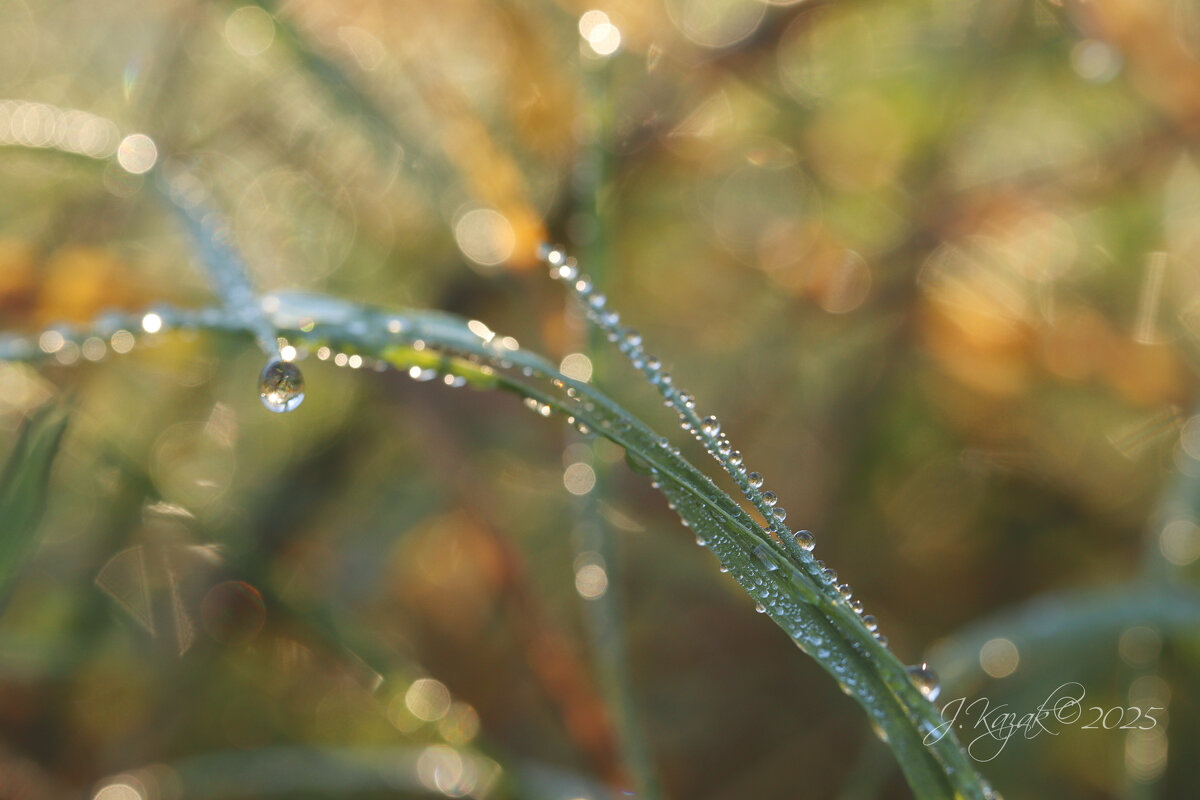 *** - Елена Kазак (selena1965)