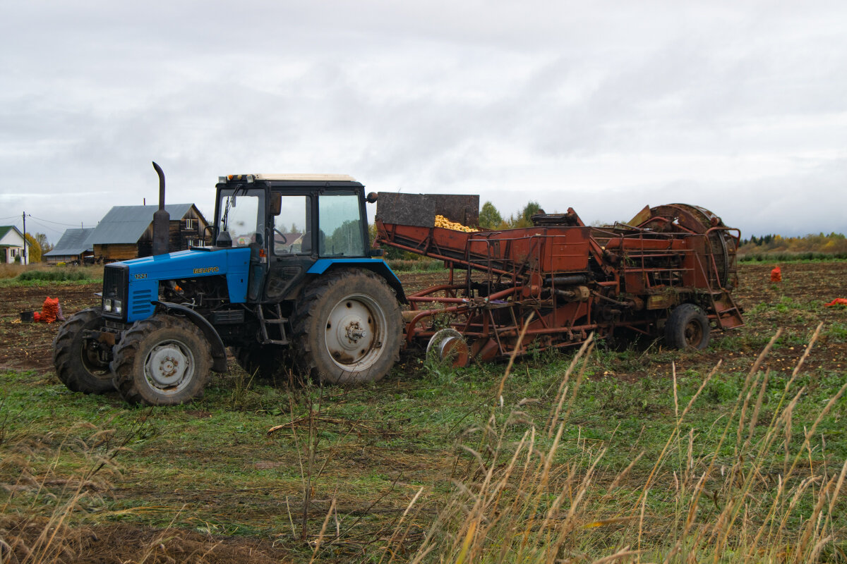 Сбор урожая картофеля. - Марина Никулина