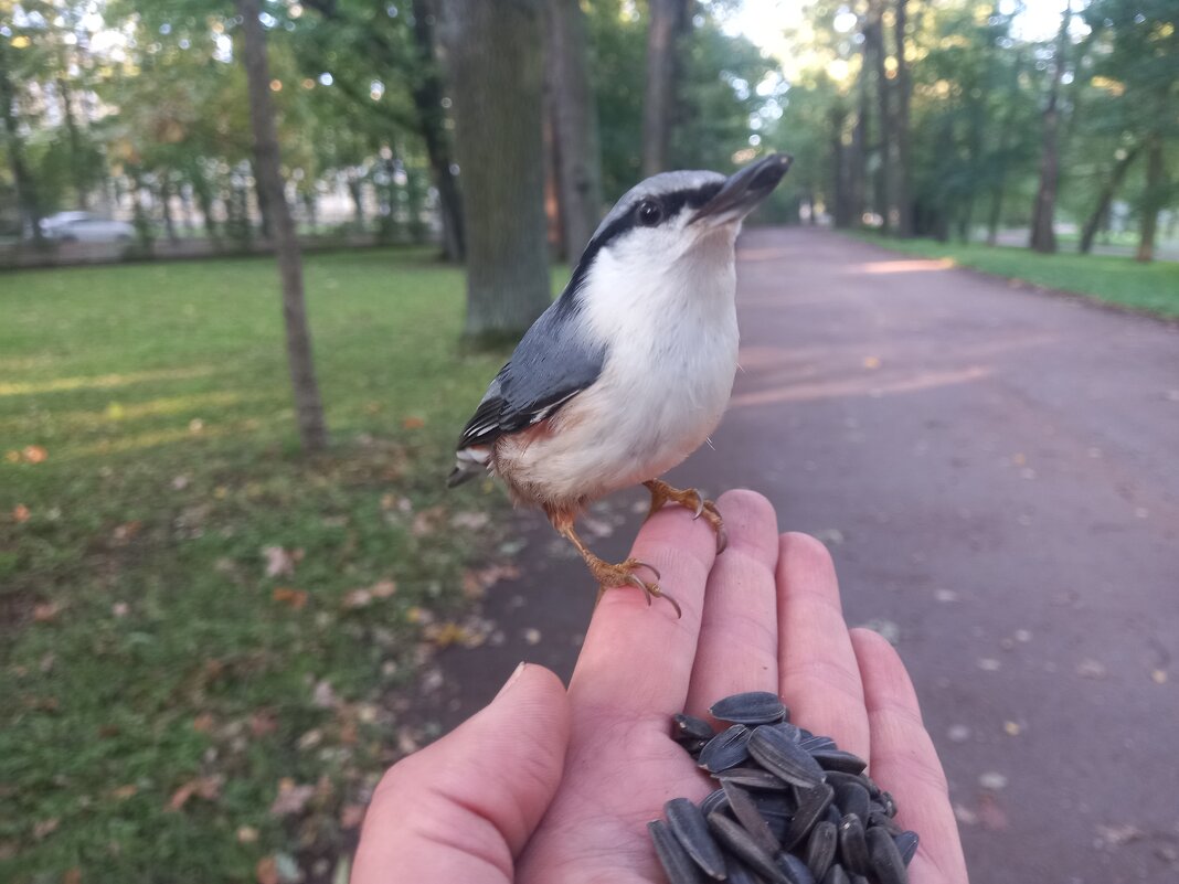 Поползень - Сапсан 