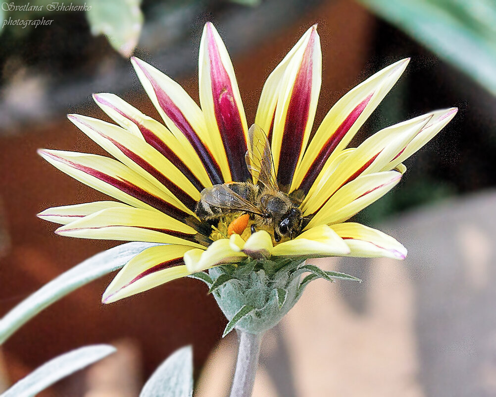 ... - Светлана Ищенко