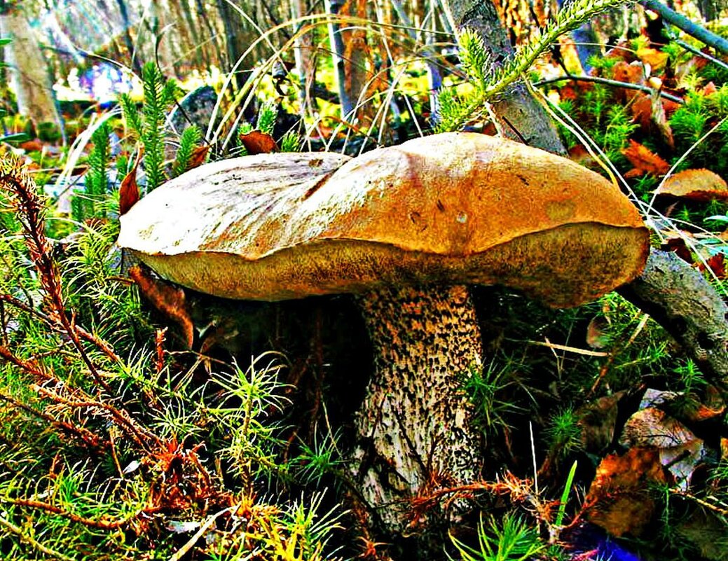 Осенний гриб-великан! - Владимир 