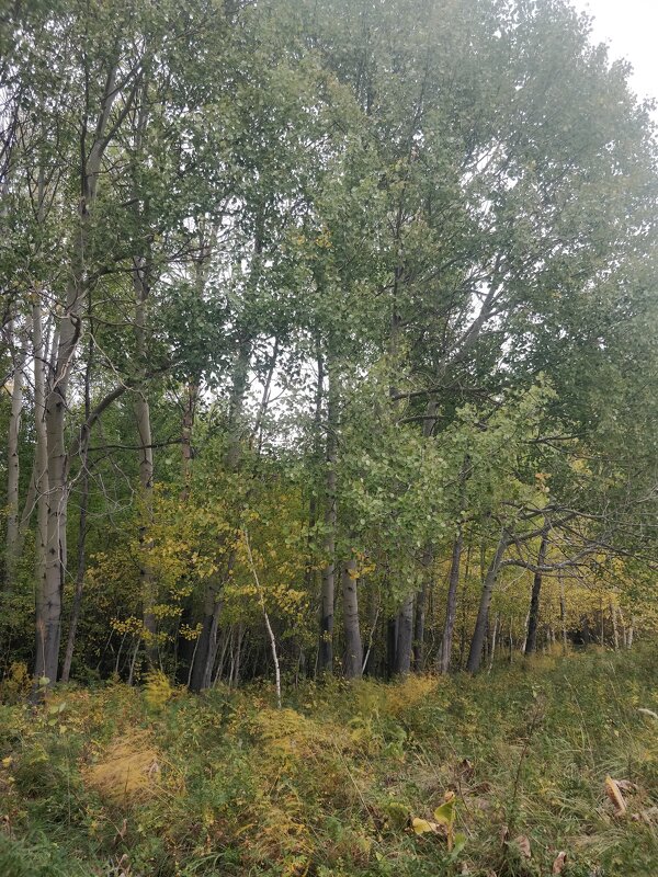 Родные,милые места... - Андрей Хлопонин