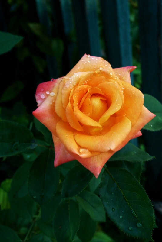 Оранжевая роза  Флорибунда - Валентин Семчишин