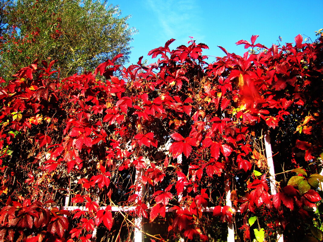 Осенняя красота - Людмила Смородинская