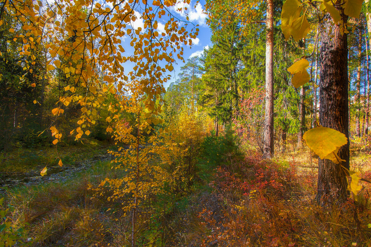 Осенние краски - Vladimbormotov 