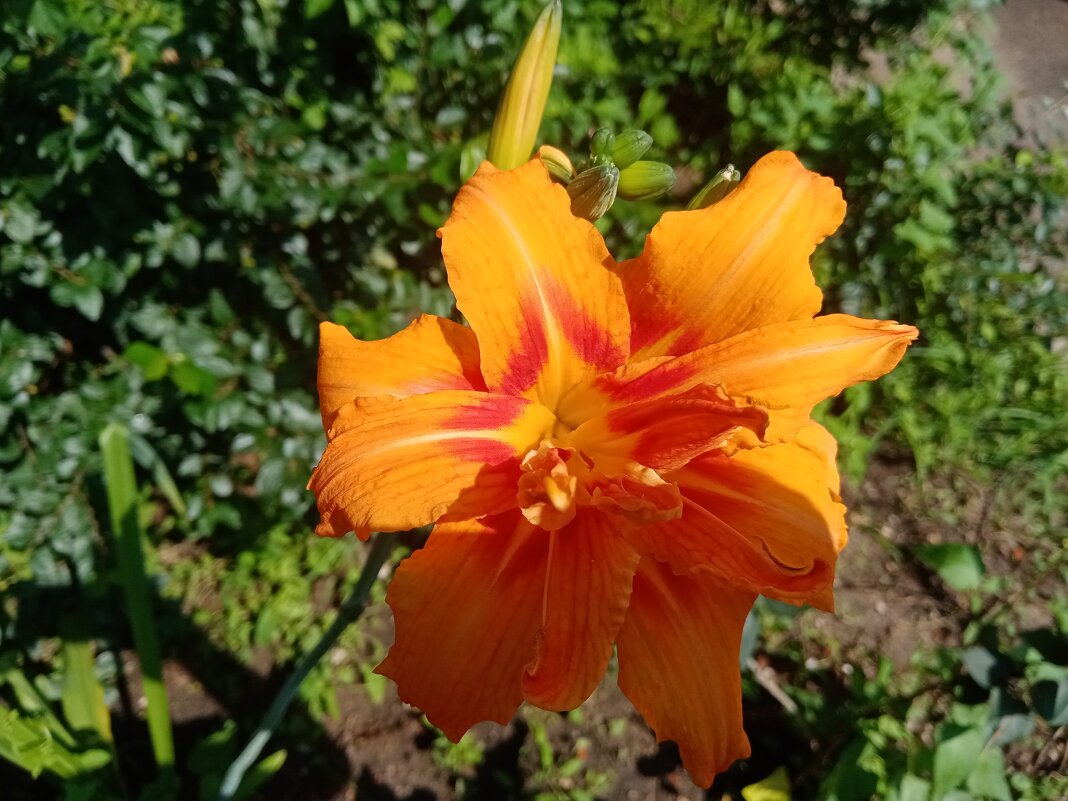 Цветы. - Владимир Драгунский