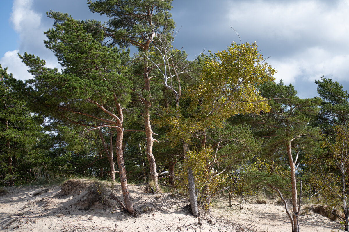 Трое - Валерий Пославский
