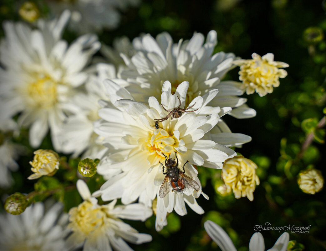 "Пригрелись. Конец сентября"© - Владимир Макаров