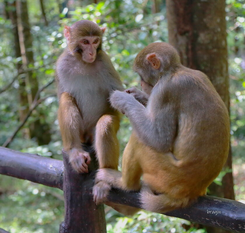 ...делёж... - Andrey Bragin ...делёж... - Andrey Bragin