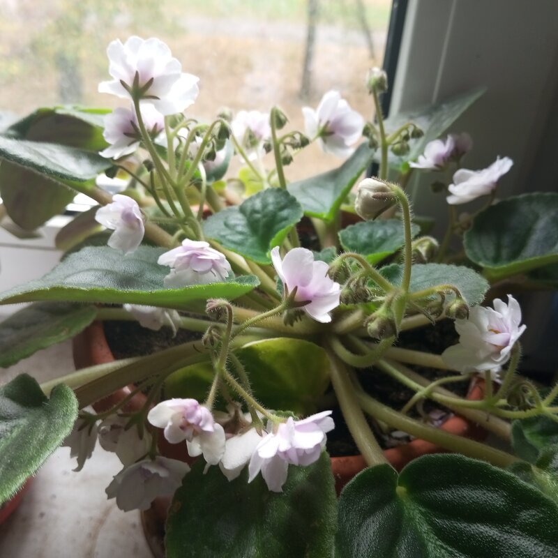 Фиалка - Елена Семигина Фиалка - Елена Семигина