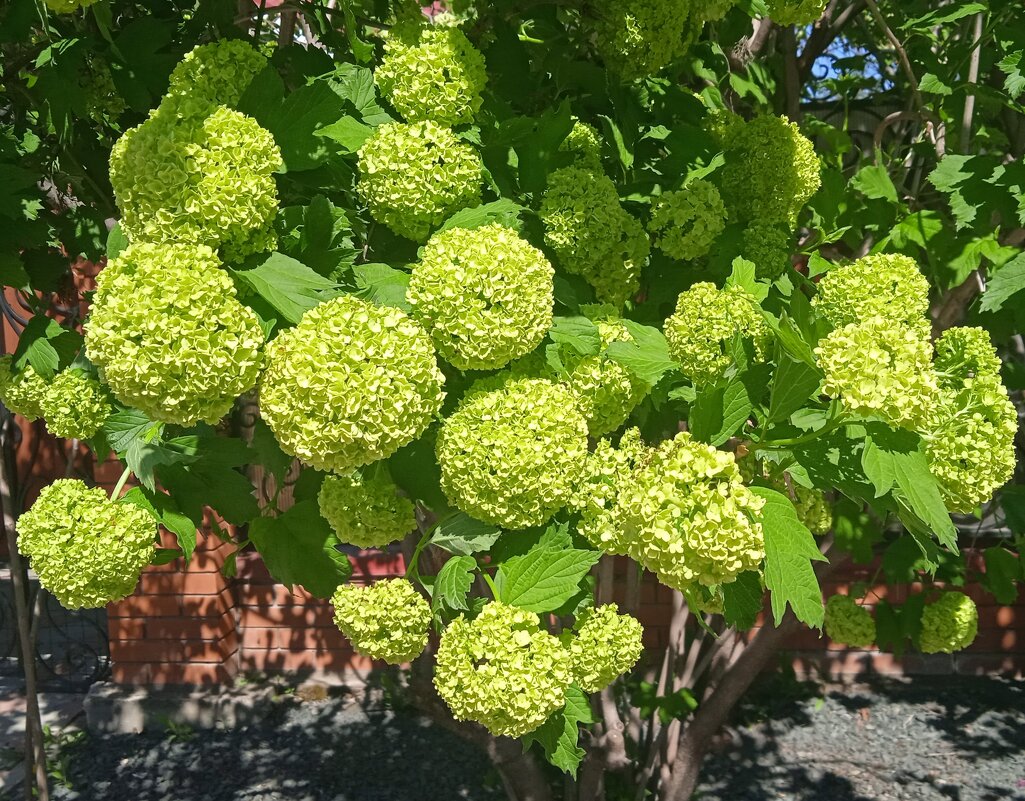 май - Елена Шаламова