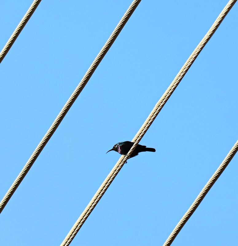 Нектарник - Аркадий Басович