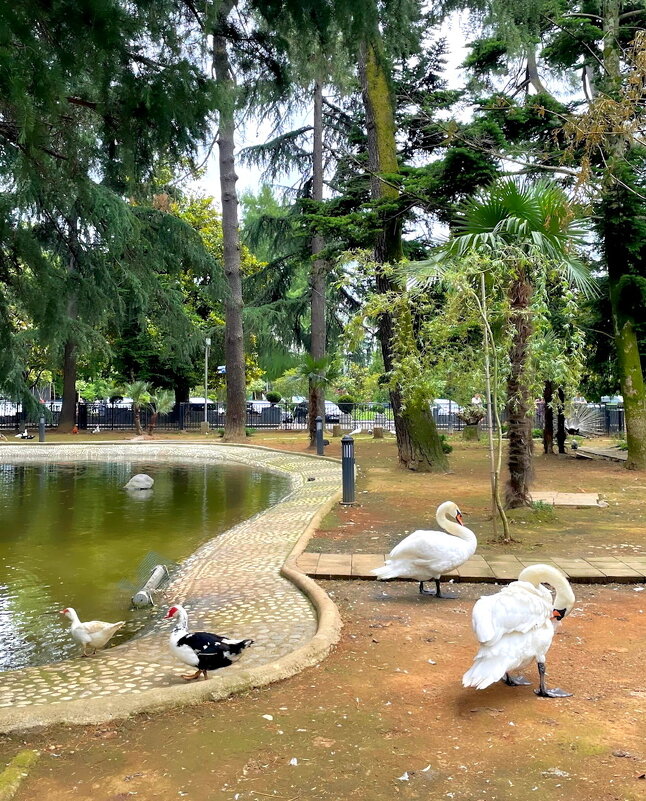Грузия. Батуми. Батумский бульвар. - Ольга Довженко