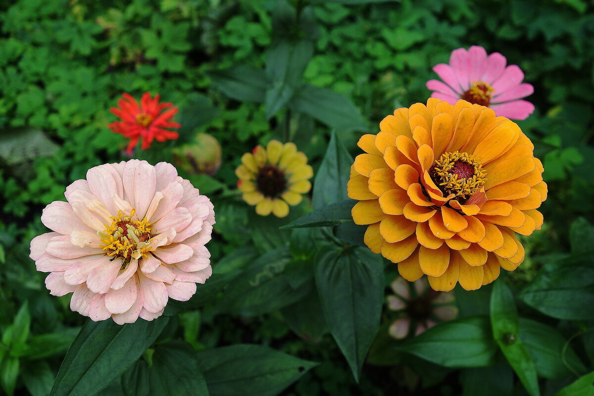 Циния - Рита Симонова