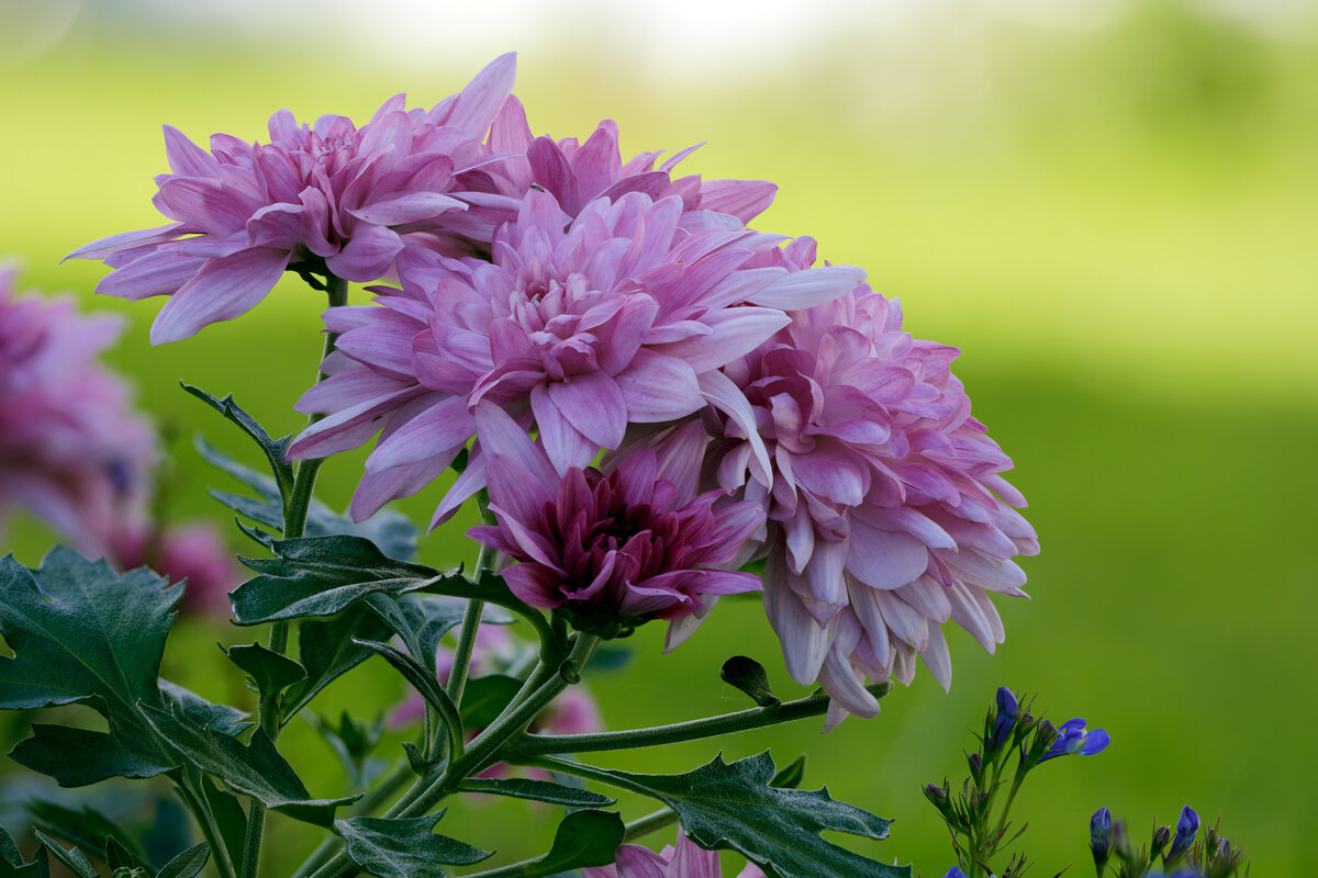 Хризантема - Oleg S