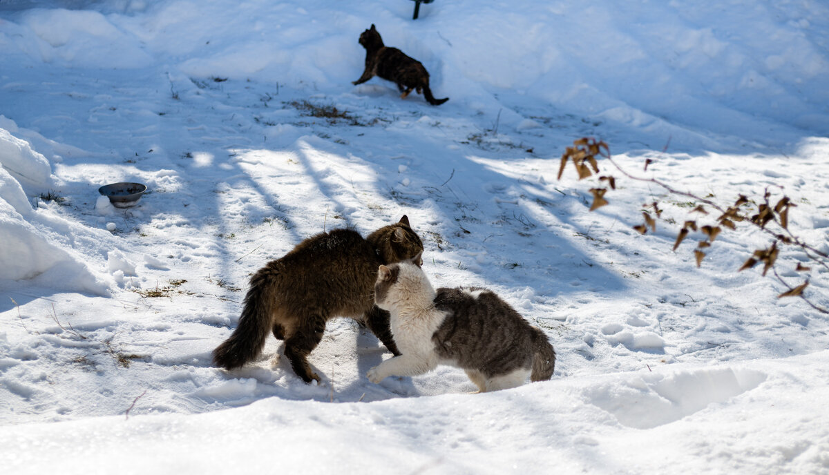 Мартовские разборки - Владимир Иванович Мартовские разборки - Владимир Иванович