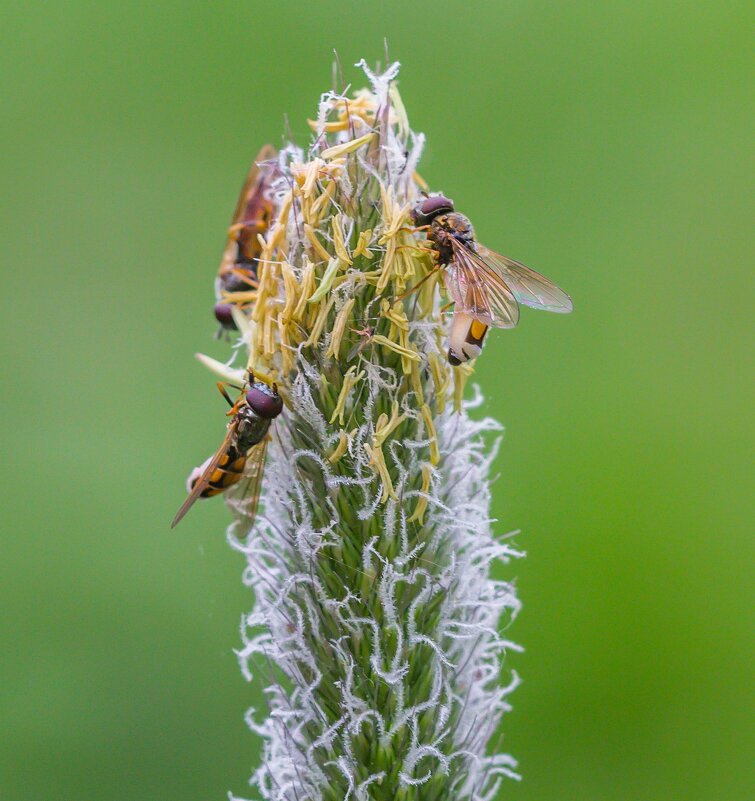 Краски лета. - Алексей Трухин
