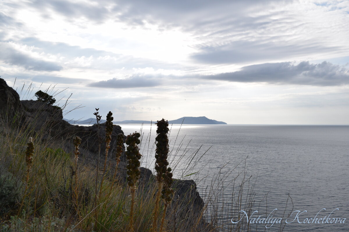 Природа Крыма - Amazing Cosmea