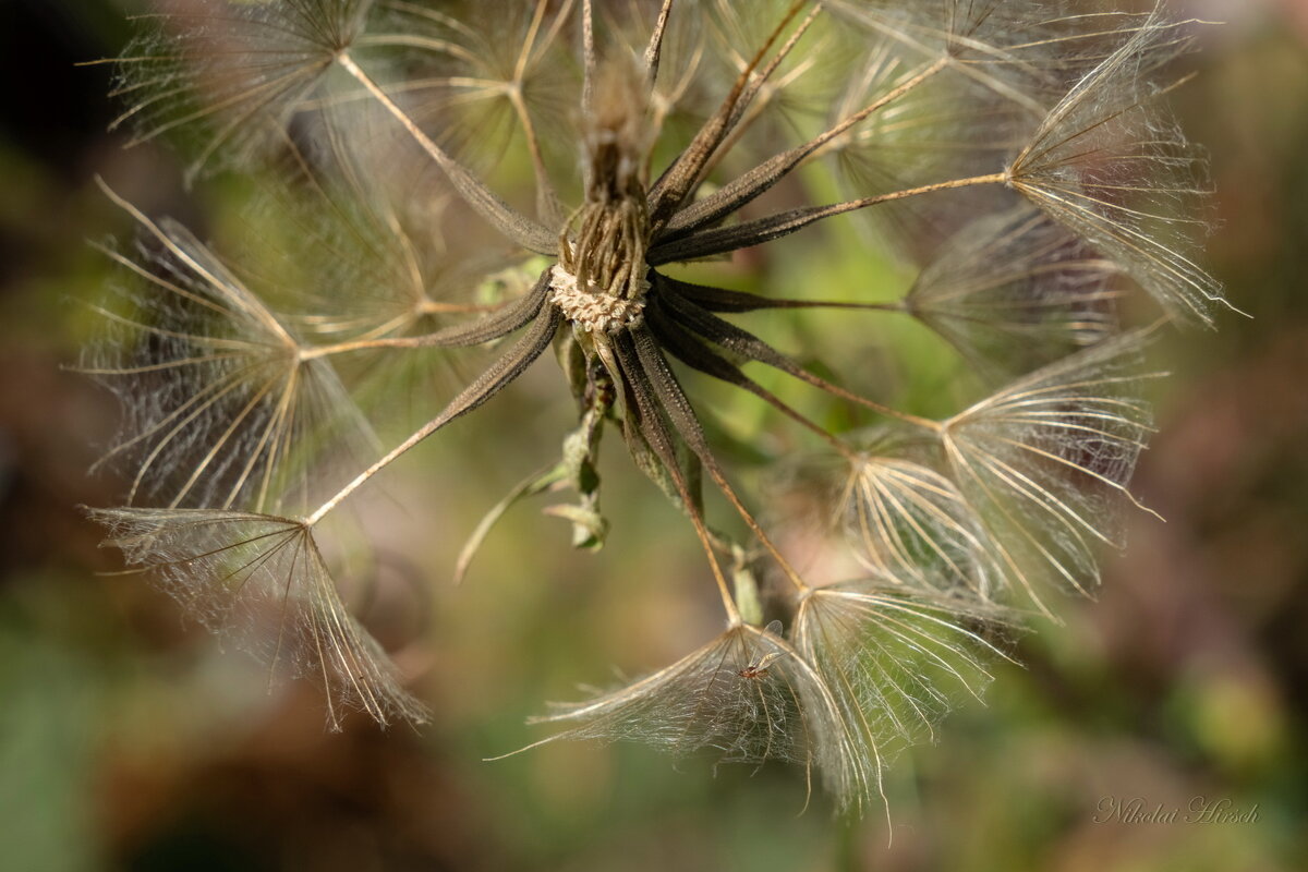 Из одуванчиков... - Николай Гирш
