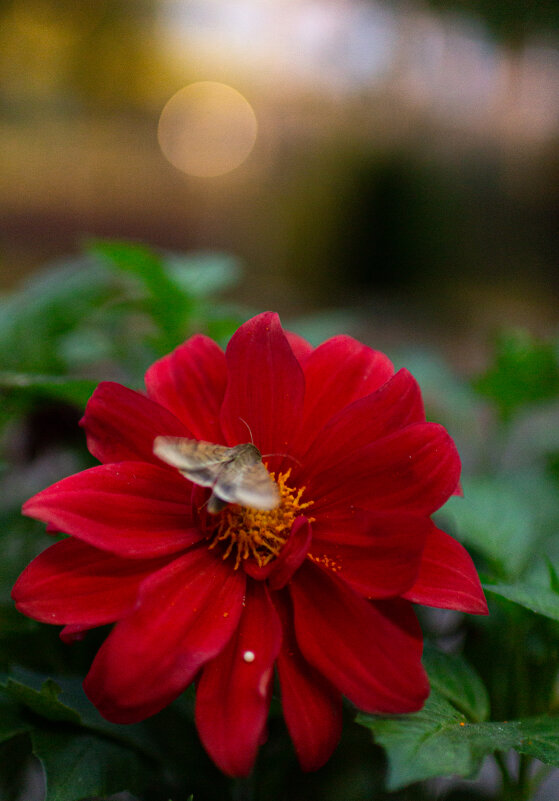 Мотыль - Екатерина Мацола