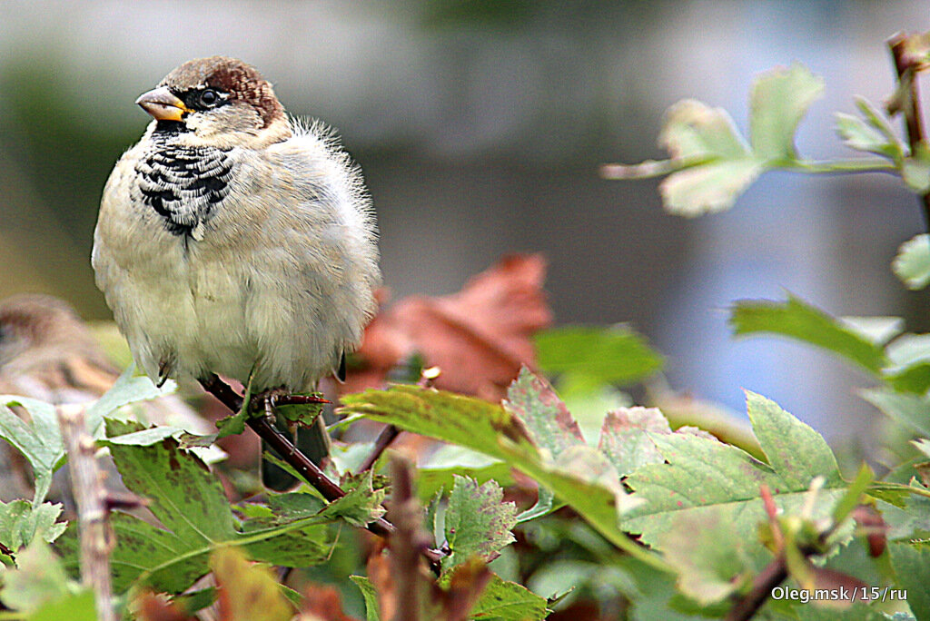 пернатые в городе - Олег Лукьянов