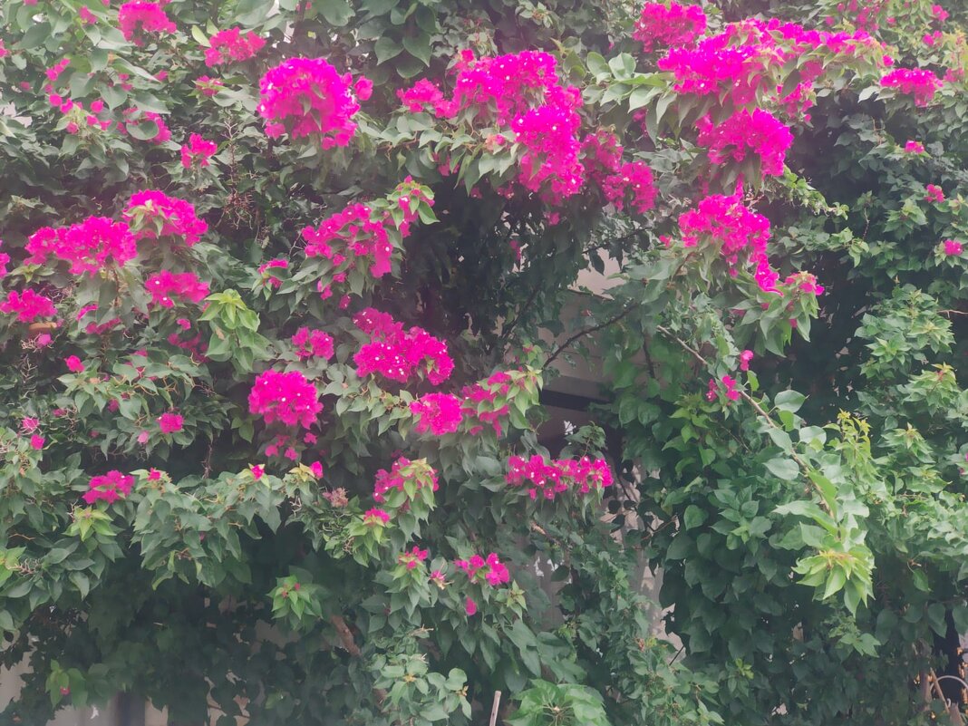 Бугенвиллея - Ирэн 