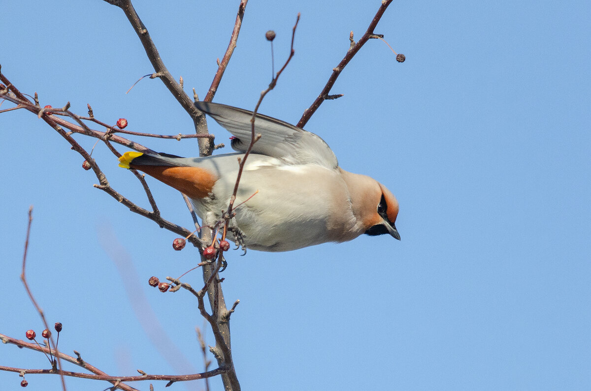 Свиристель - Виктор Иванович Чернюк