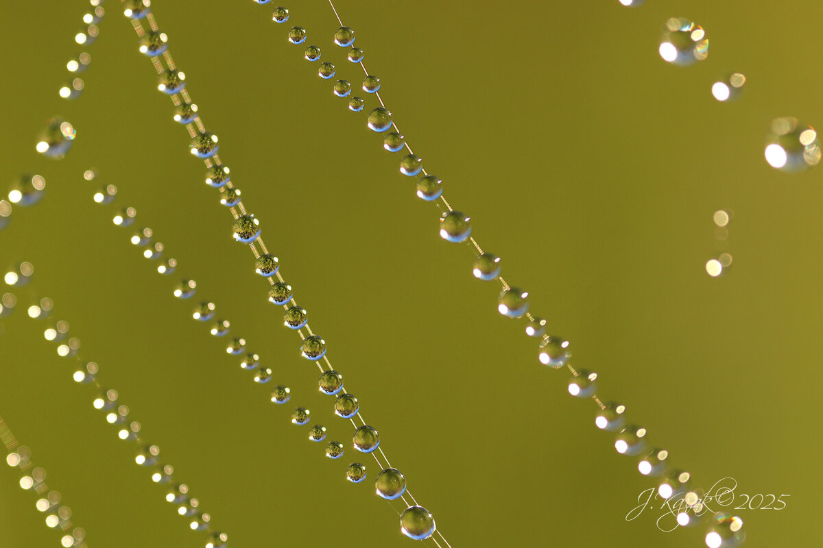 *** - Елена Kазак (selena1965)