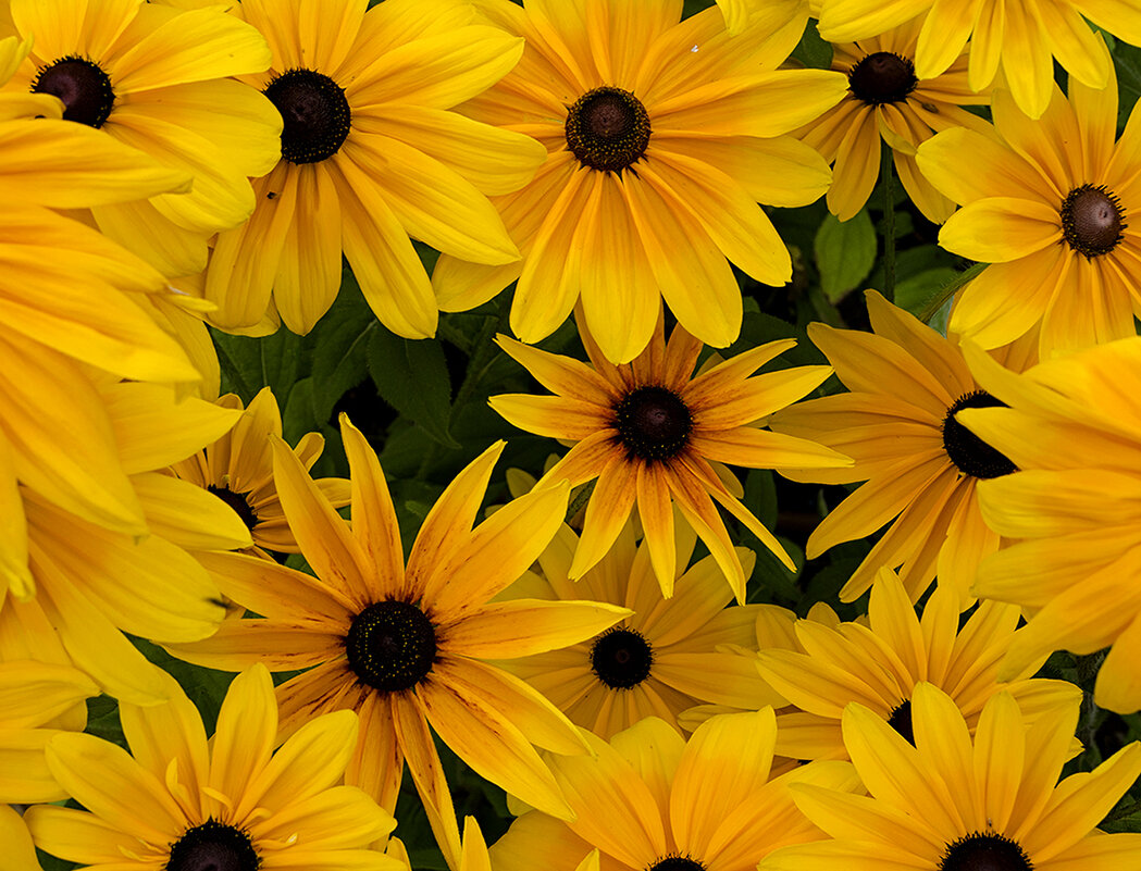 Глазастые - Регина 