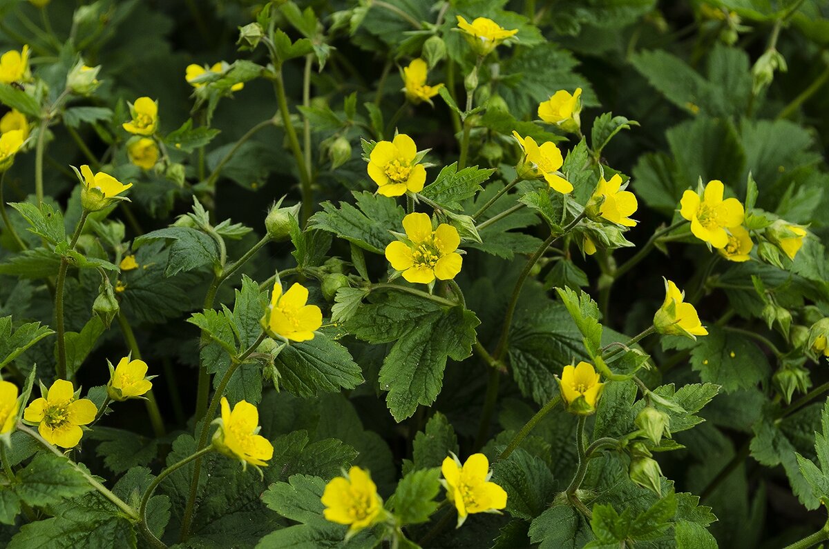 *** - Регина *** - Регина