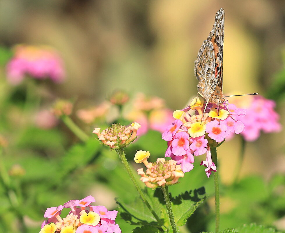 На цветке - трапезничает. - Оля Богданович