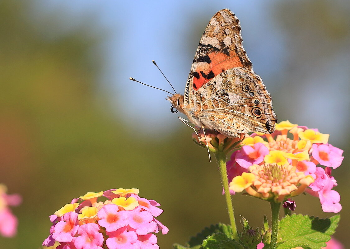 С усиками. - Оля Богданович