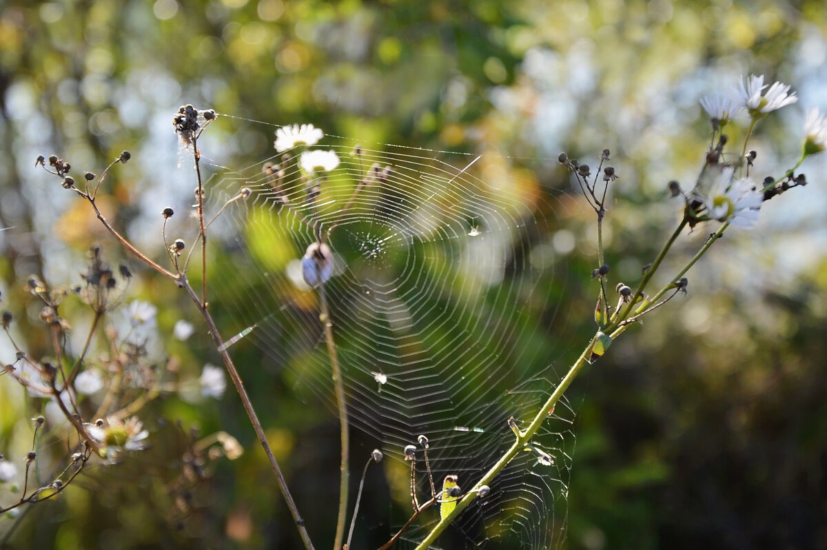 *** - Надежда Куркина 