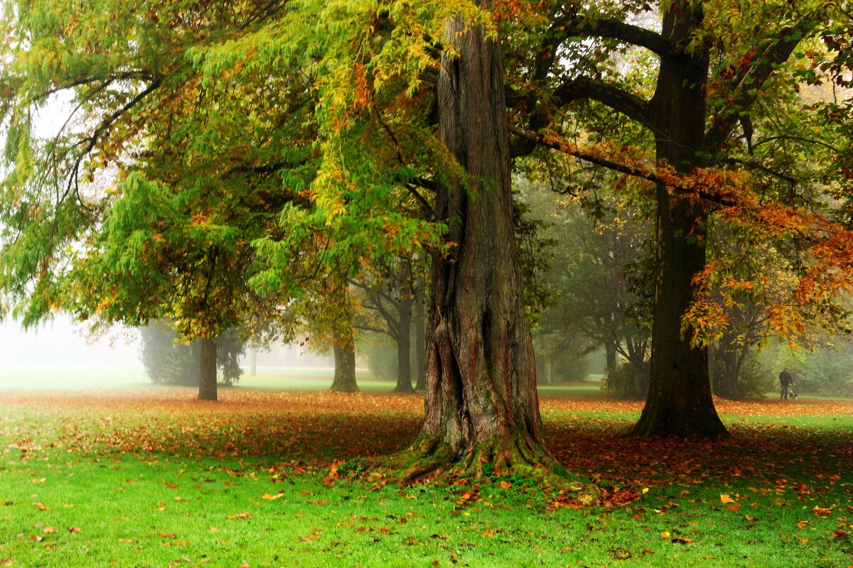 В осеннем парке - Юрий. Шмаков