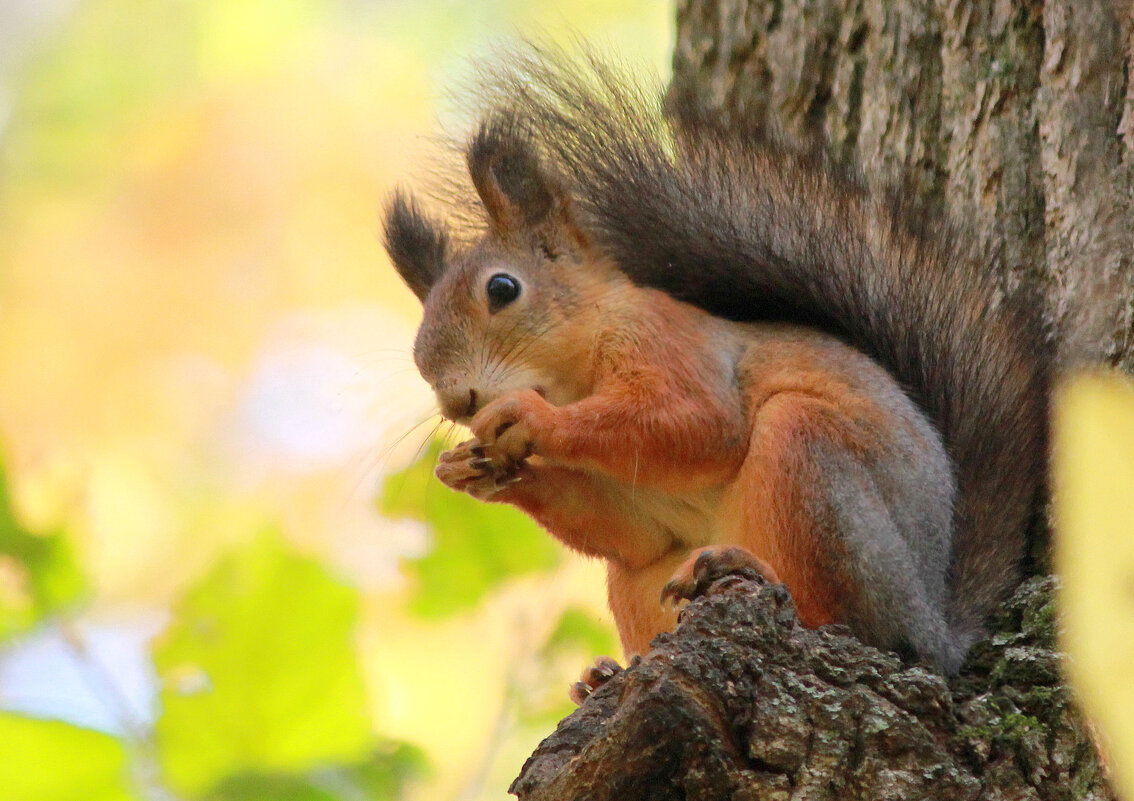 Красотка - Ната Волга