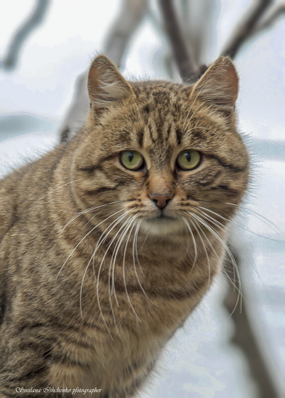 Куба - Светлана Ищенко