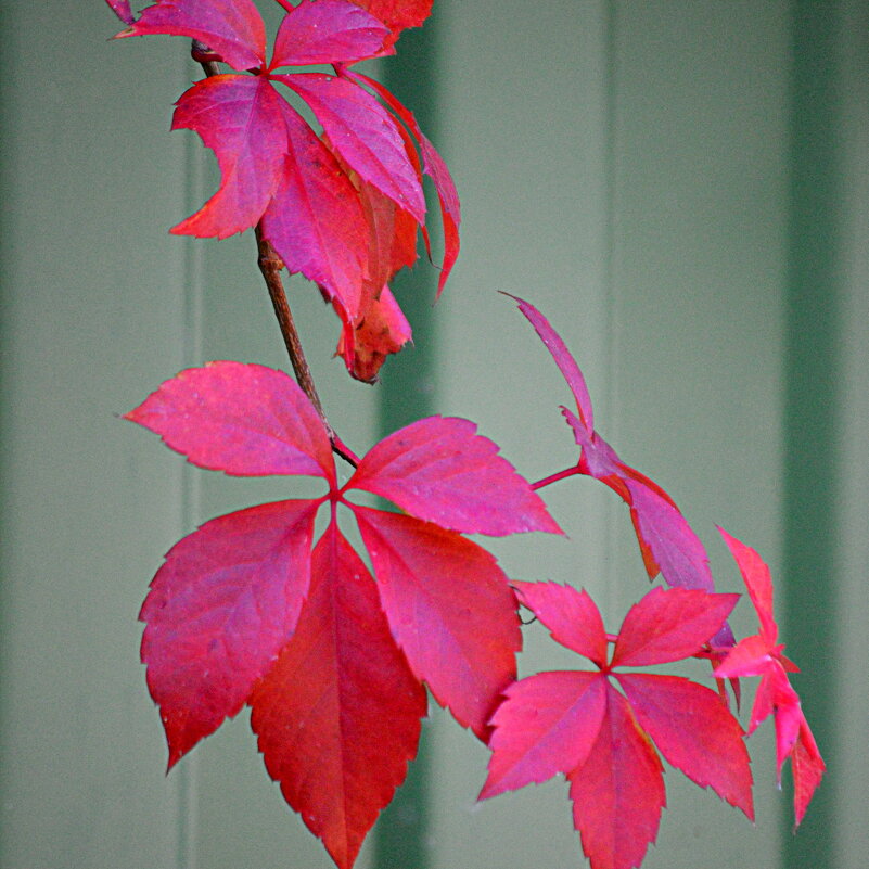 Девичий виноград - Татьяна Лютаева