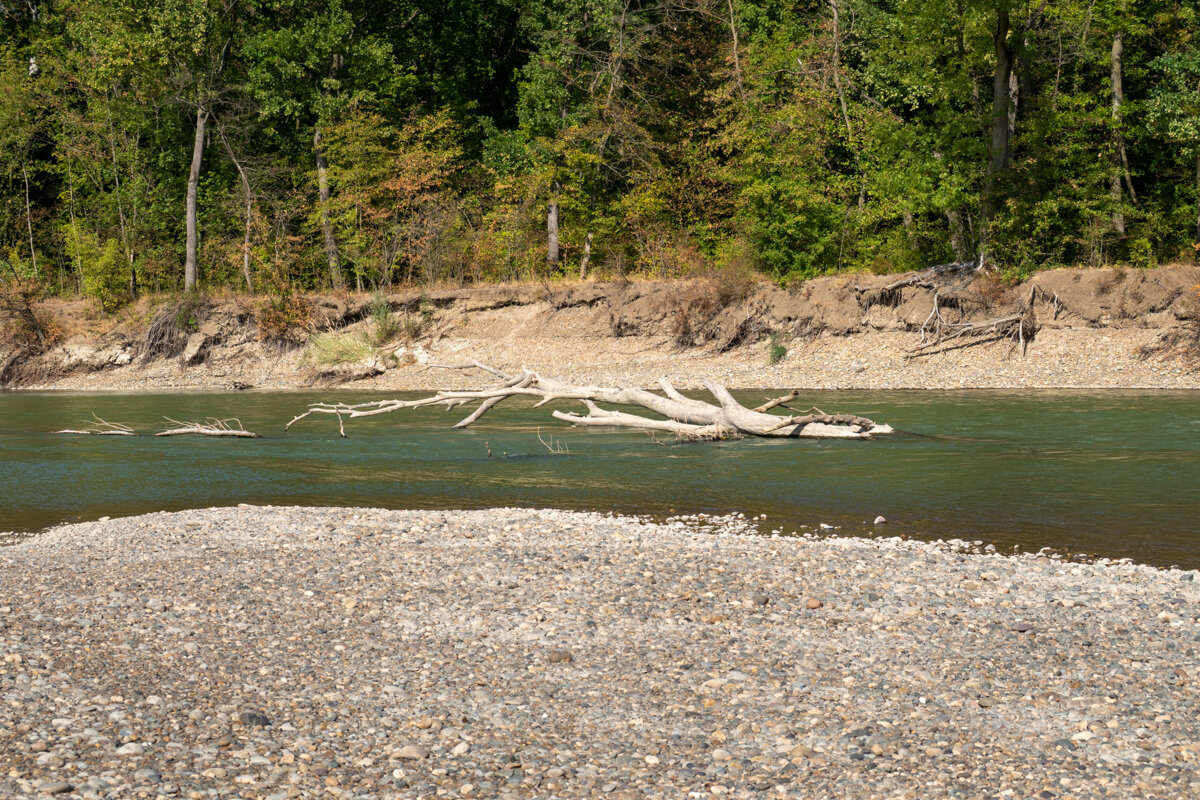 РЕКА Кубань И ДЕРЕВЬЯ - Игорь Сикорский