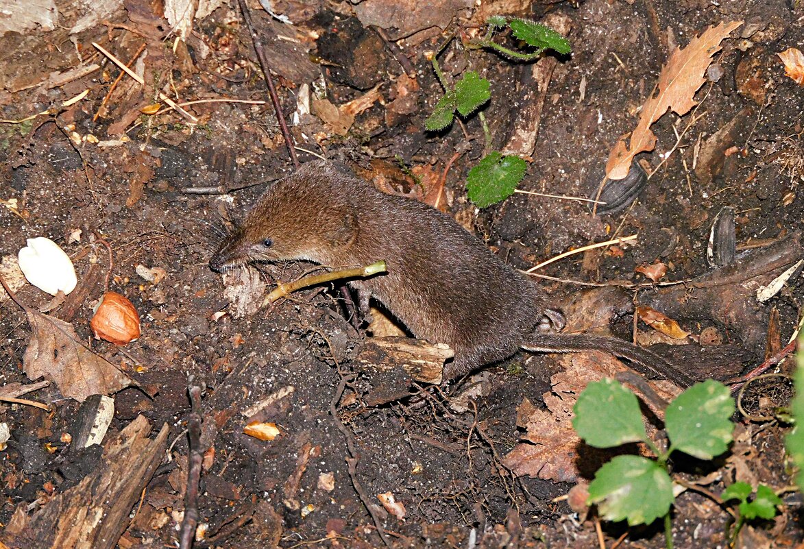 Малая бурозубка - Лина 