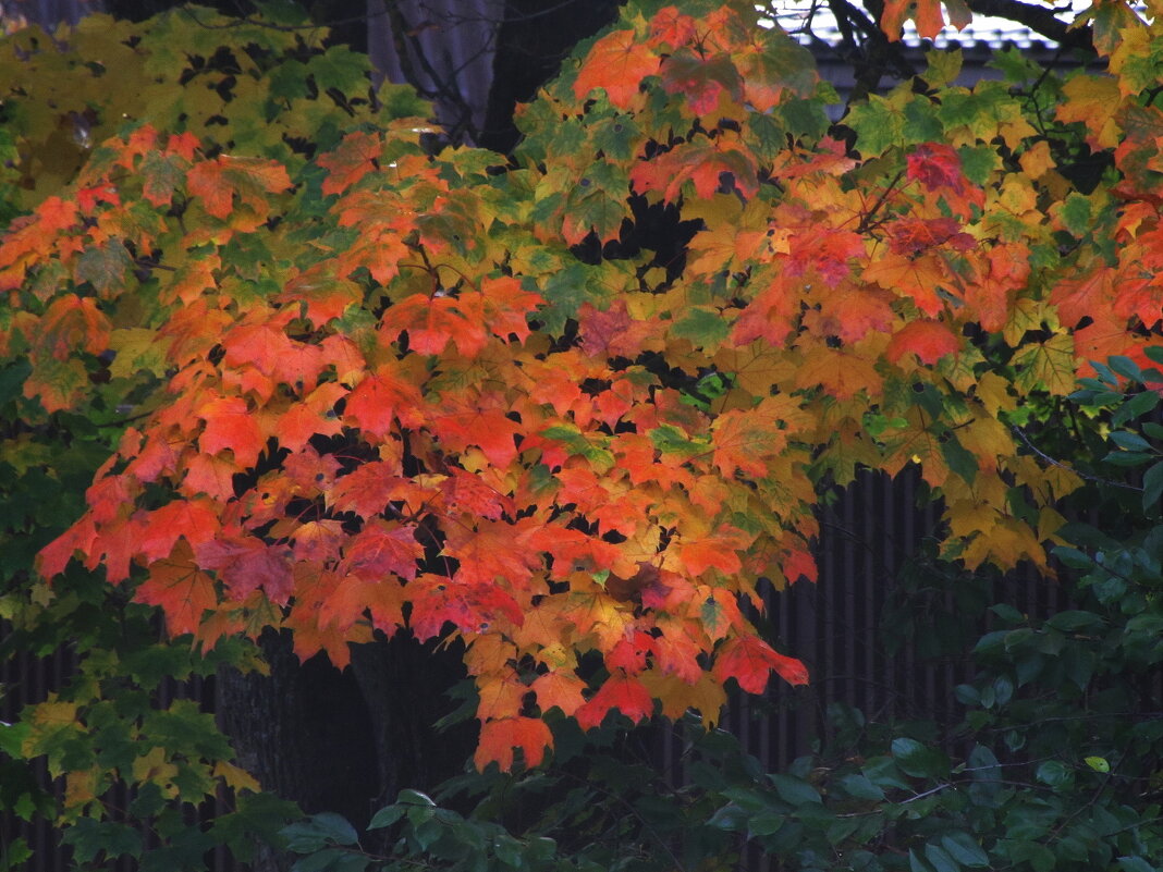 Краски осени - Людмила Смородинская