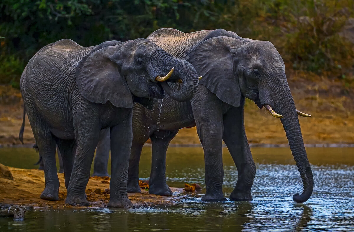 Африканские слоны - Aleksey Afonin