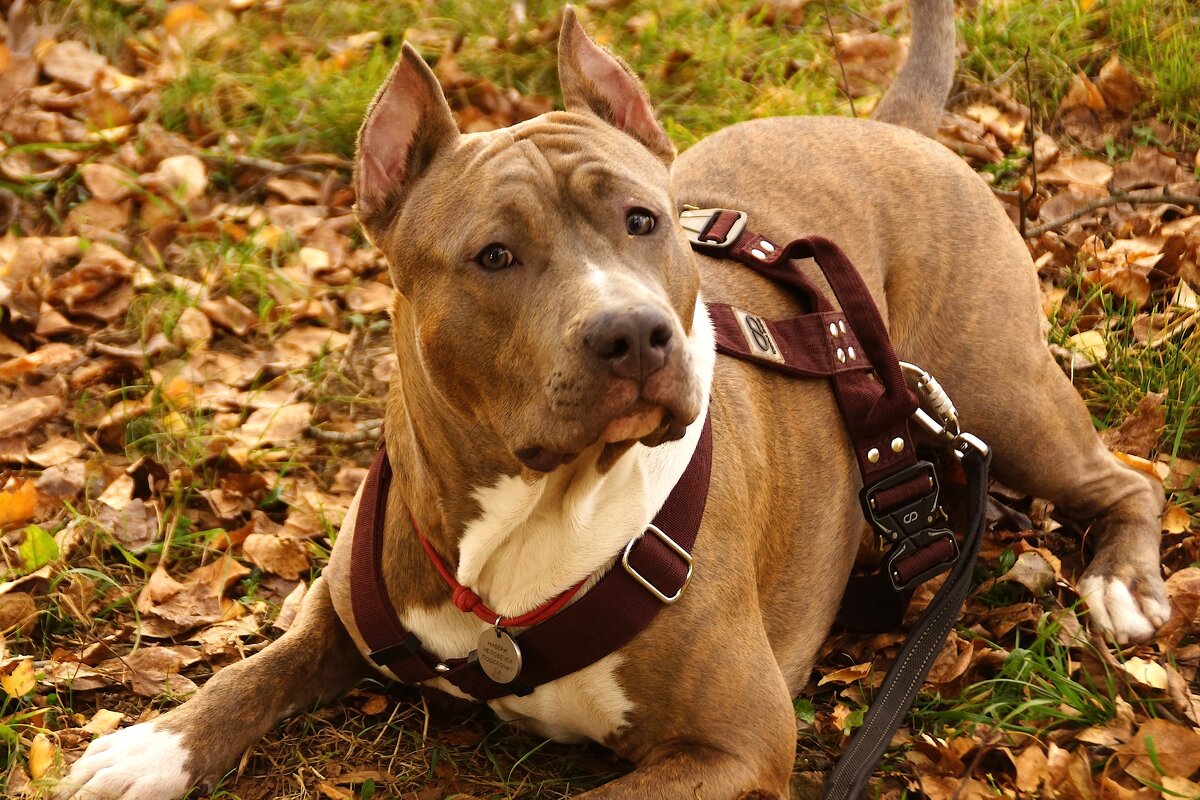 Мой знакомый - kolyeretka 