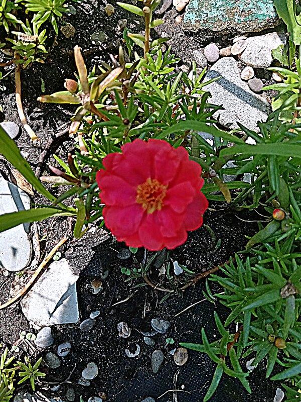 Цветы. - Владимир Драгунский