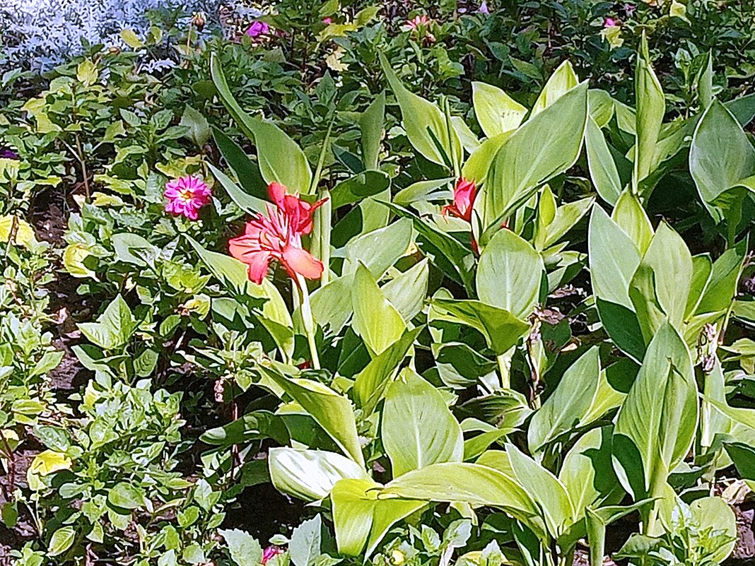 Цветы. - Владимир Драгунский